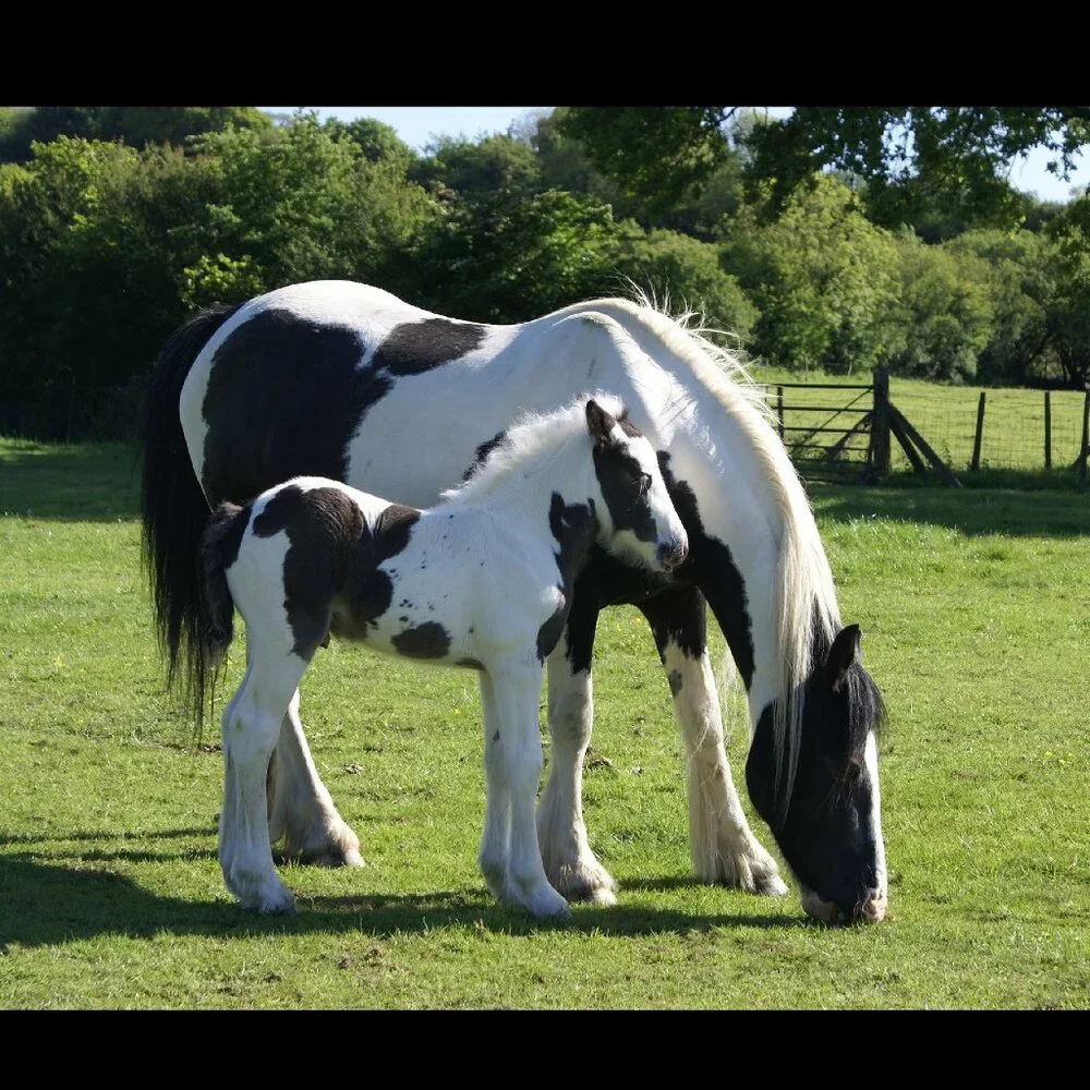 Horse Calendar 2026 Equine Calendar Equestrian Decor Stallion Foal Colt Pictures